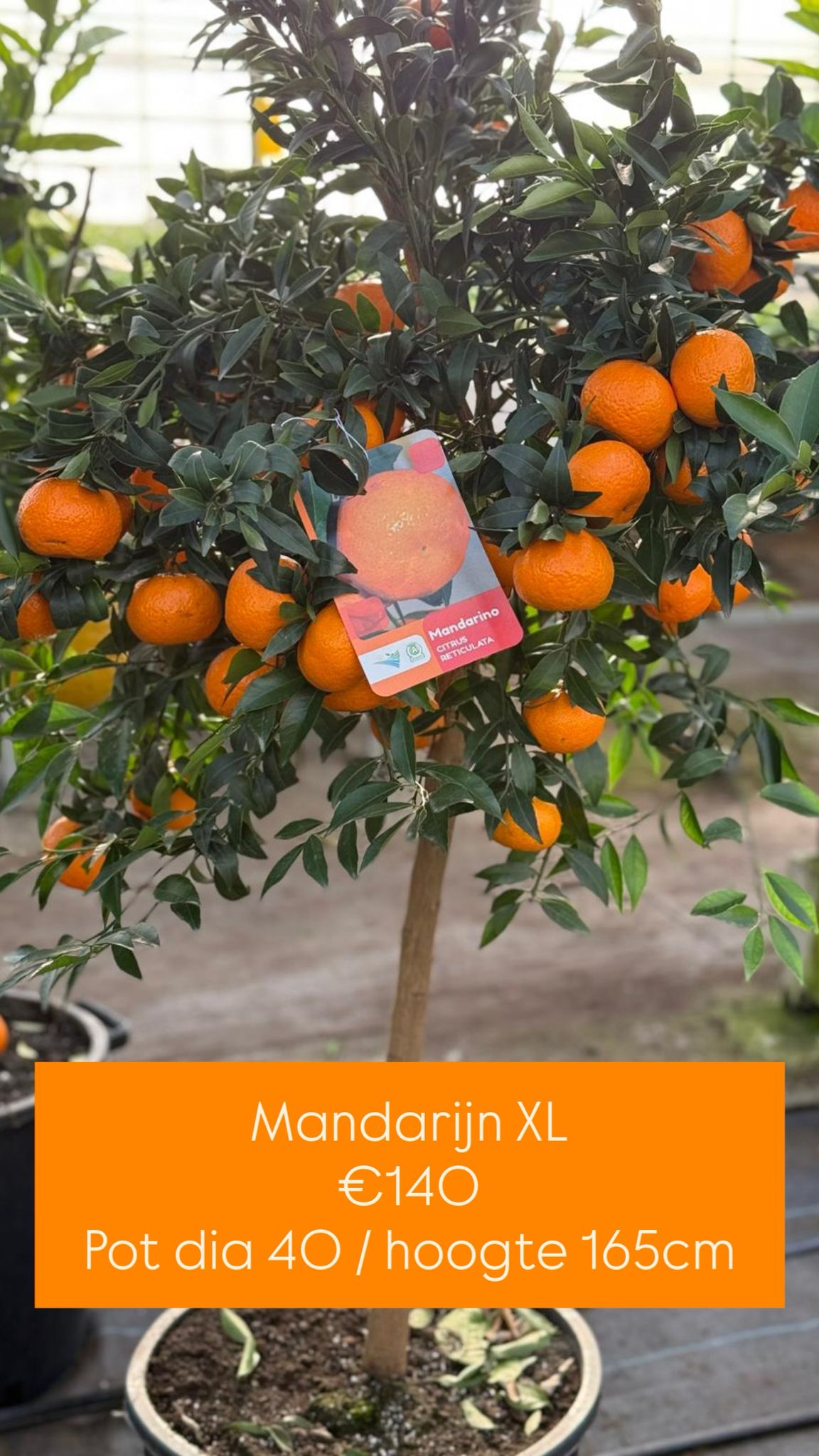 Mandarijnboom - Clementine