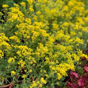 Alyssum Montanum - Schildzaad
