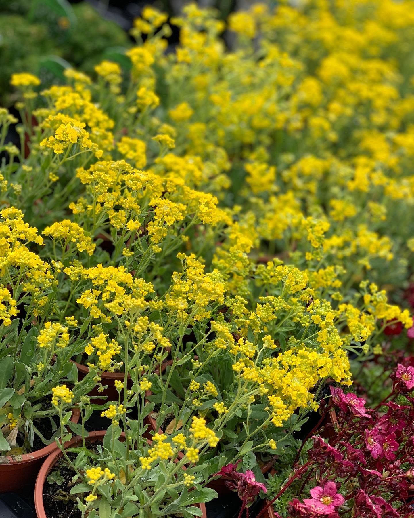 Alyssum Montanum - Schildzaad