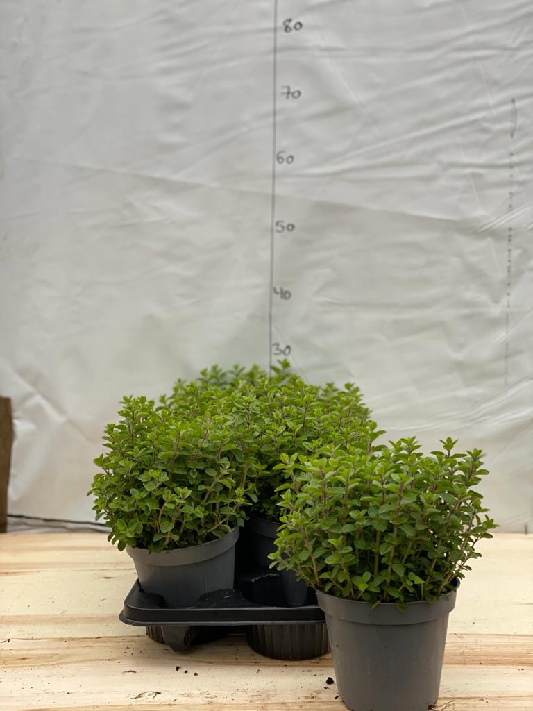Oregano - Image 2