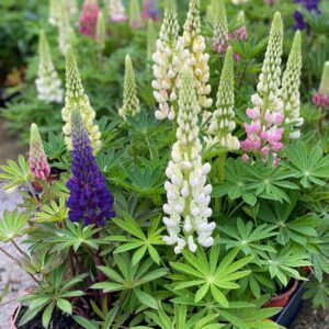 Lupine