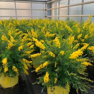 Genista