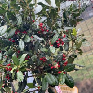 Ilex Nellie R. Stevens Stam
