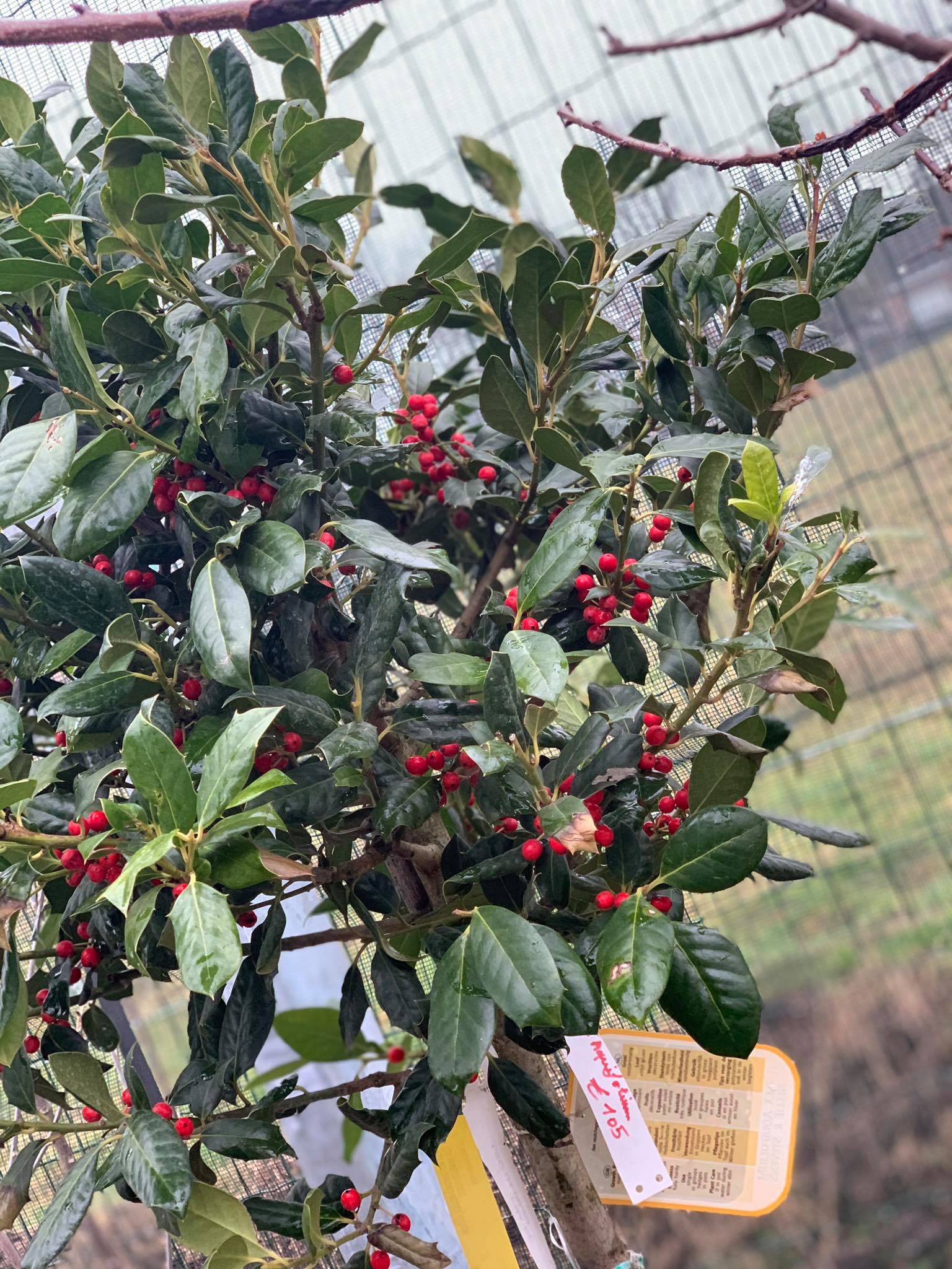 Ilex Nellie R. Stevens Stam