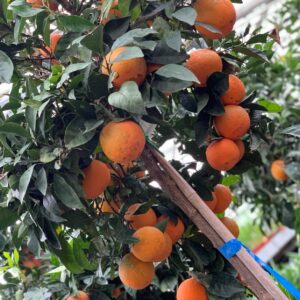 Naranjo Citrus Sinensis - Sinaasappelboom