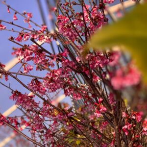 Prunus Okame - Sierkers