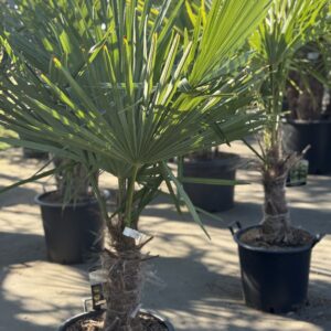Trachycarpus Fortunei - Winterharde palmboom stam 35cm