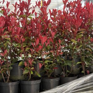 Photinia Carre Rouge - Glansmispel op struik
