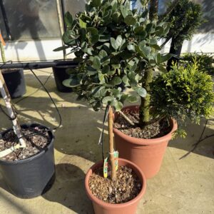 Feijoa Sellowiana - Ananasguave op stam 100cm