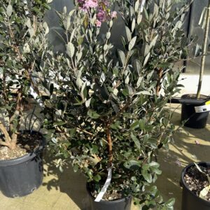 Feijoa Sellowiana - Ananasguave op struik 110cm