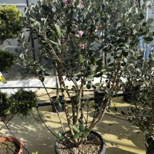 Feijoa Sellowiana - Ananasguave meerstammige struik