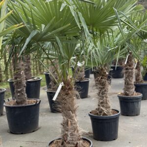 Trachycarpus Fortunei - Winterharde palmboom 60cm