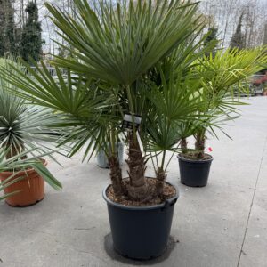 Trachycarpus Fortunei - Winterharde palmboom 4 stam 50cm