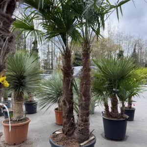 Trachycarpus Fortunei - Winterharde palmboom 2 stam 135cm