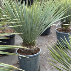 Yucca Rostrata struik 90cm