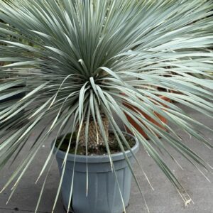 Yucca Rostrata 130cm