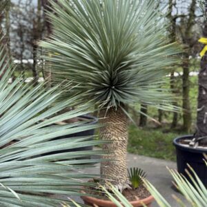 Yucca Rostrata 175cm