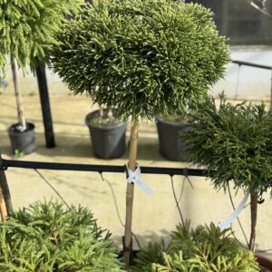 Cryptomeria Japonica - Japanse Ceder - Sikkelden op stam 120cm