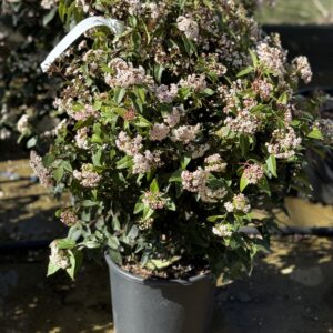 Viburnum Tinus Spirit op struik 85cm