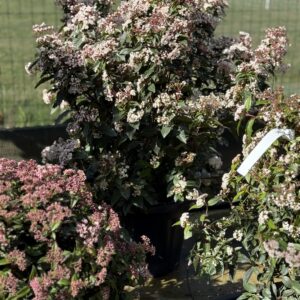 Viburnum Spirit op struik 110cm