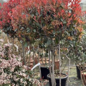 Photinia Red Robin - Glansmispel meerstammig 180cm