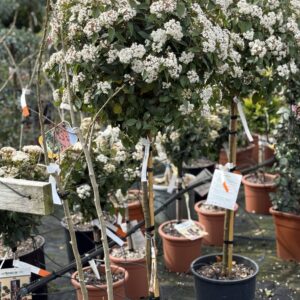 Viburnum Tinus Eve Price op stam 160cm
